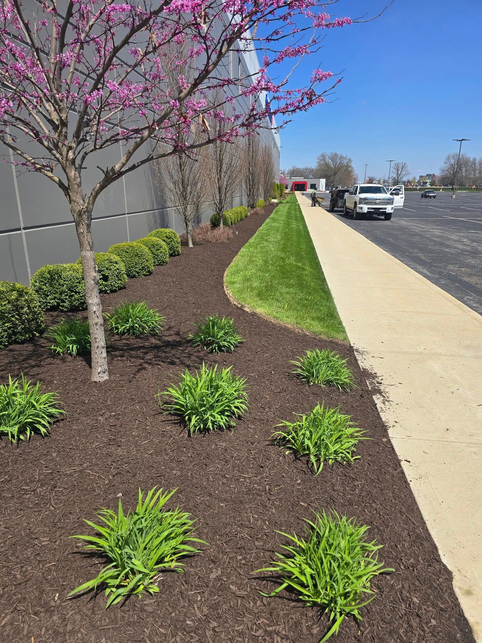 A landscaped bed with mulch, green plants, and a blooming pink tree next to a building and sidewalk.