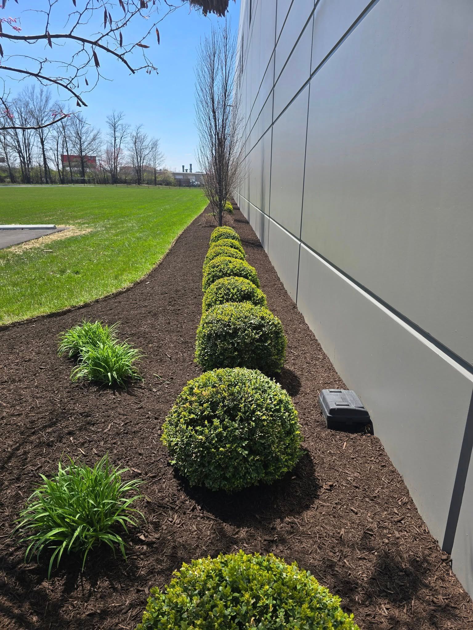 Green shrubs and grass along a building with a blue sky.