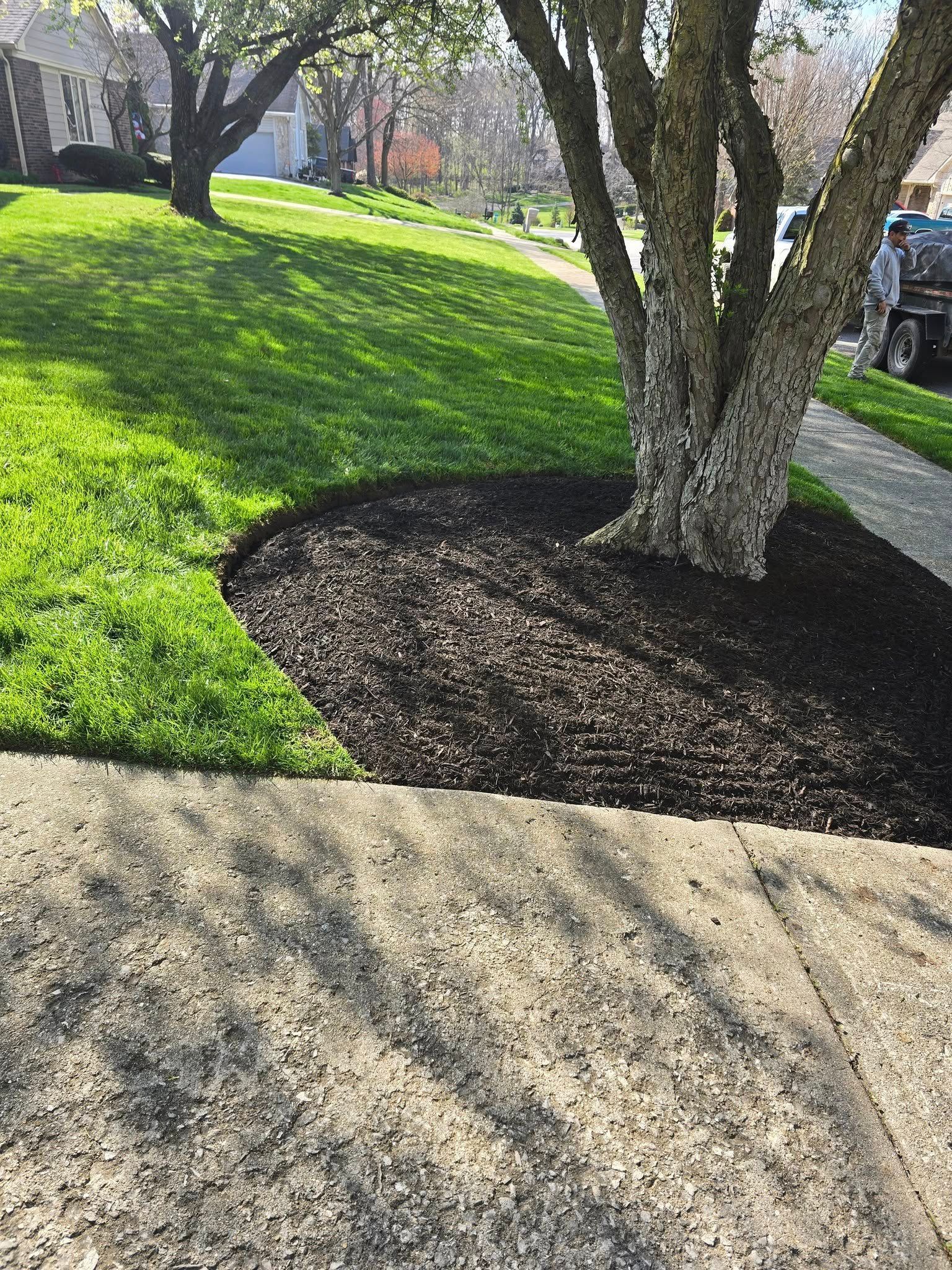 Lawn with green grass, tree trunk surrounded by dark mulch, and a sidewalk.