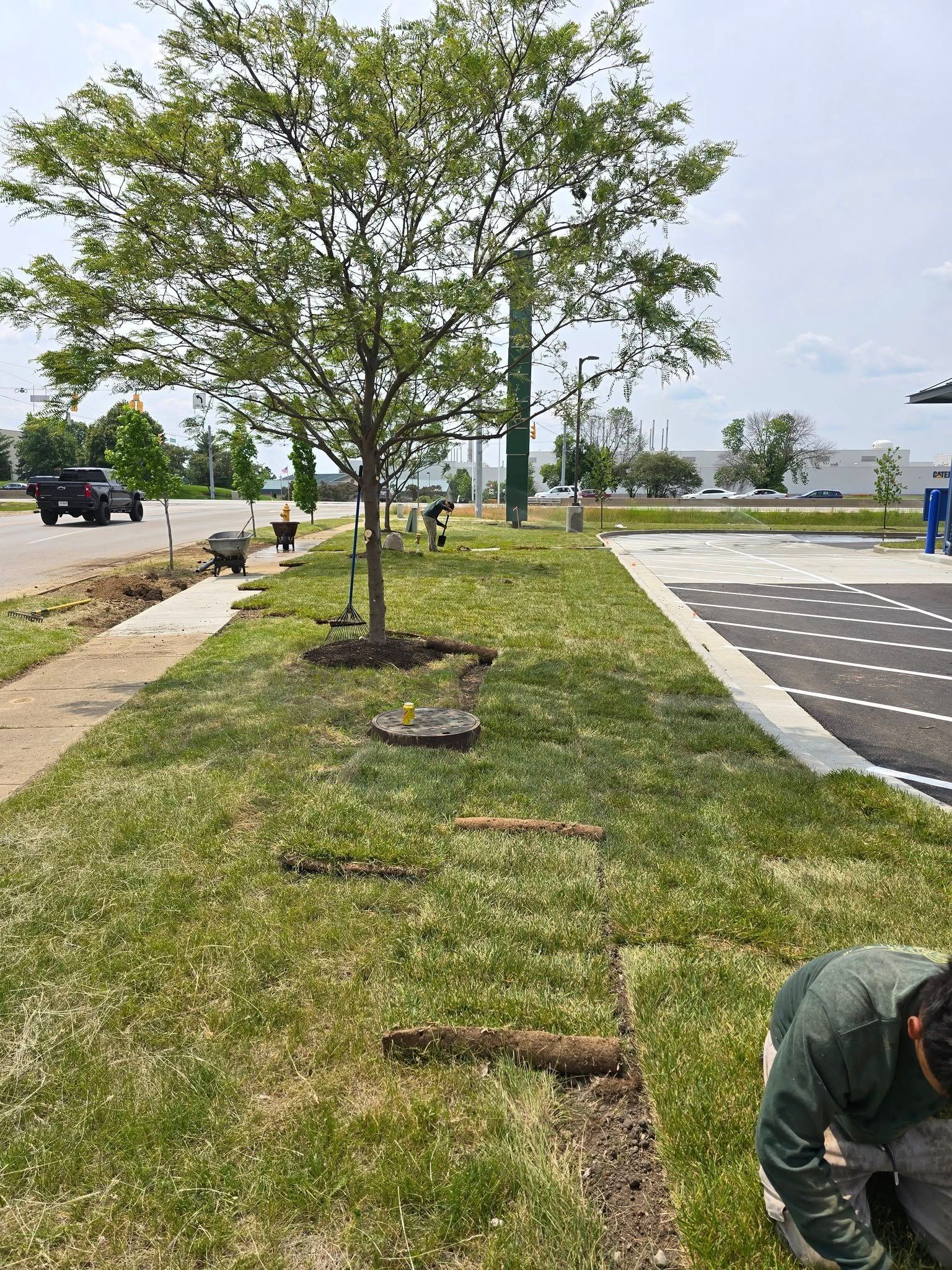 A person installing sod along a grassy area next to a sidewalk and tree.