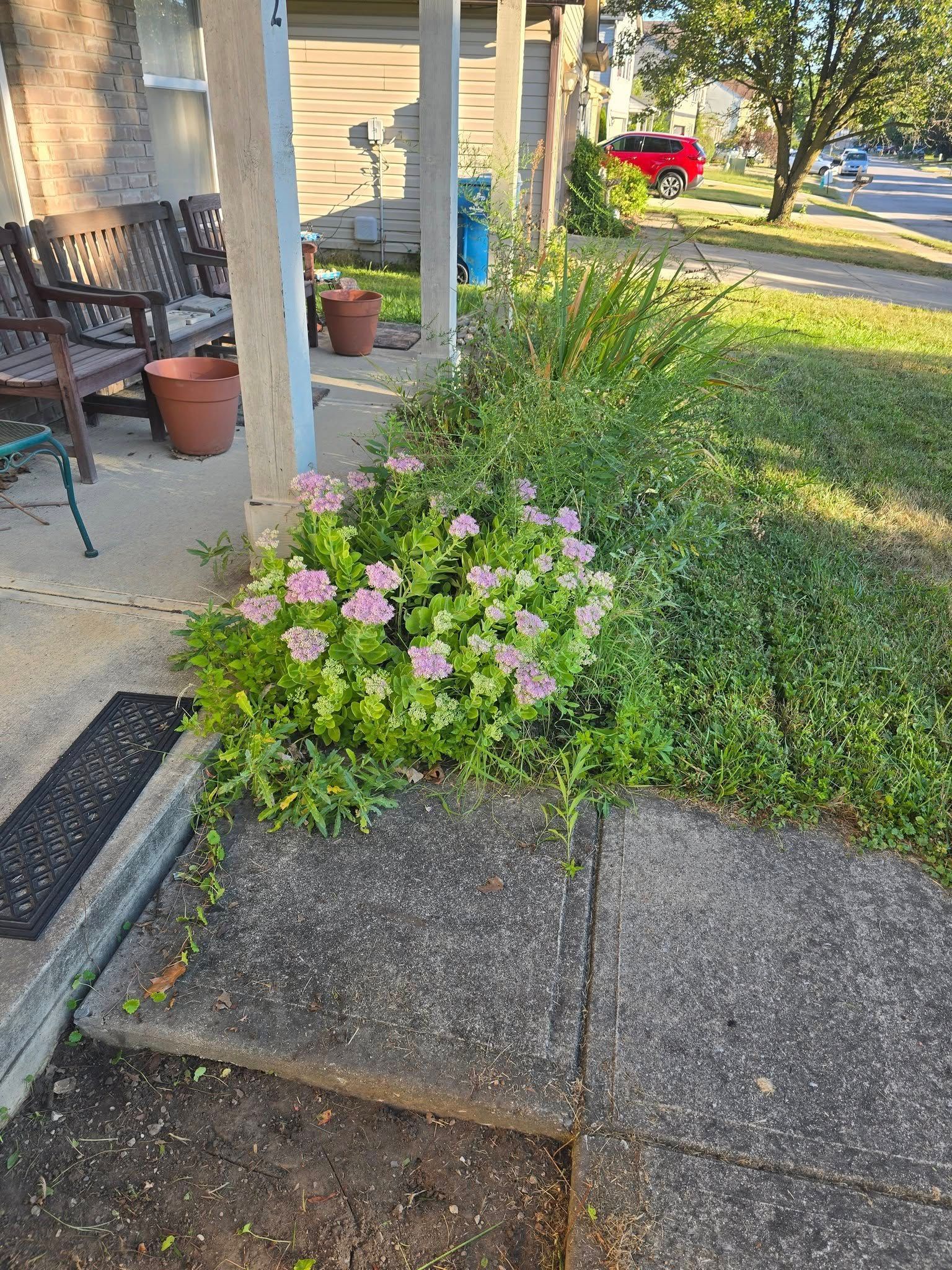 Pink flowers in a garden bed next to a sidewalk and porch with chairs.