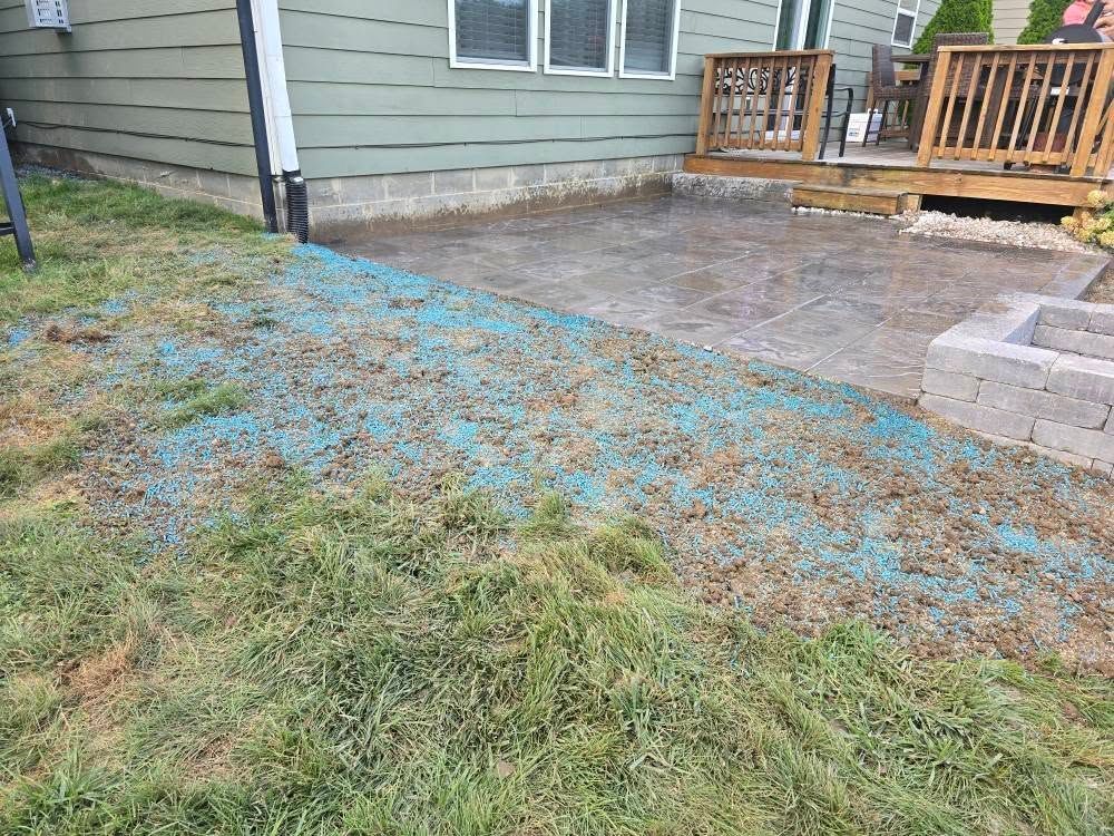 Lawn with blue-treated grass next to a patio and a section of a house with windows.
