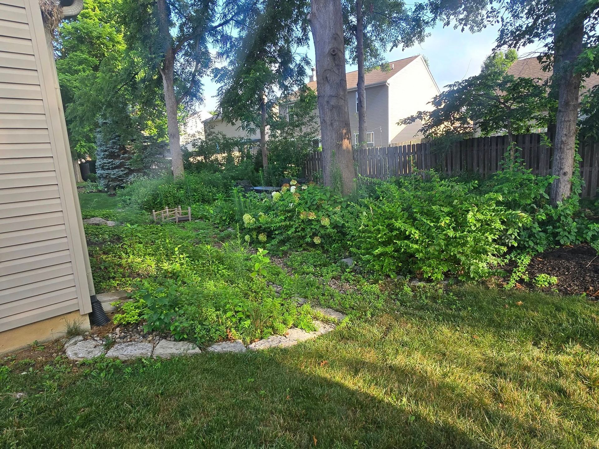 Backyard with overgrown garden, trees, and wooden fence. Sunlight illuminates the green foliage.