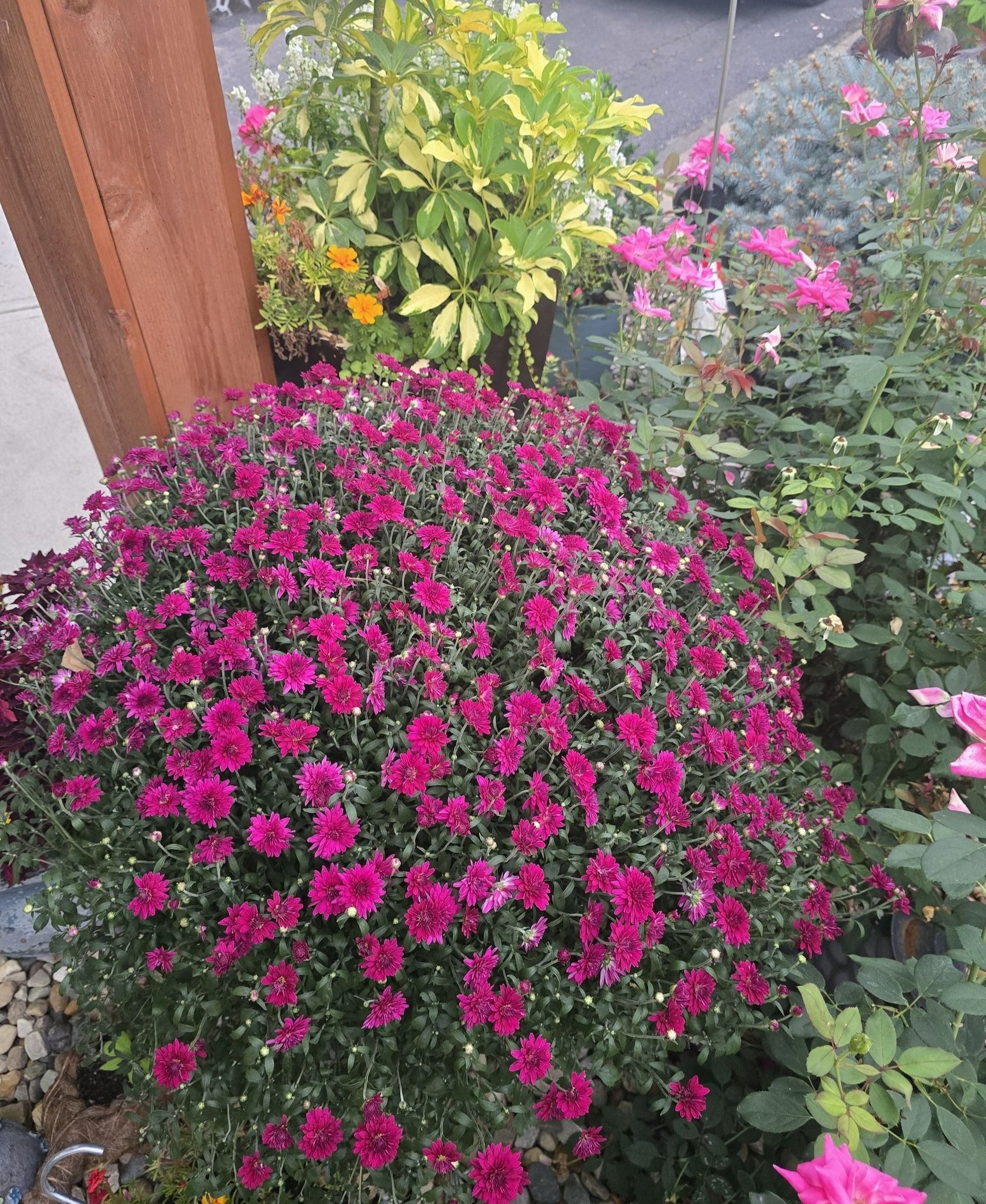 Purple mums in full bloom, surrounded by other plants and flowers in a garden setting.