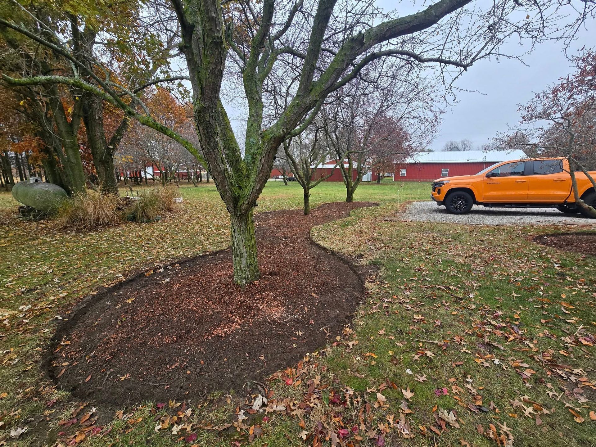 Tree with mulch bed in yard; orange truck in background.
