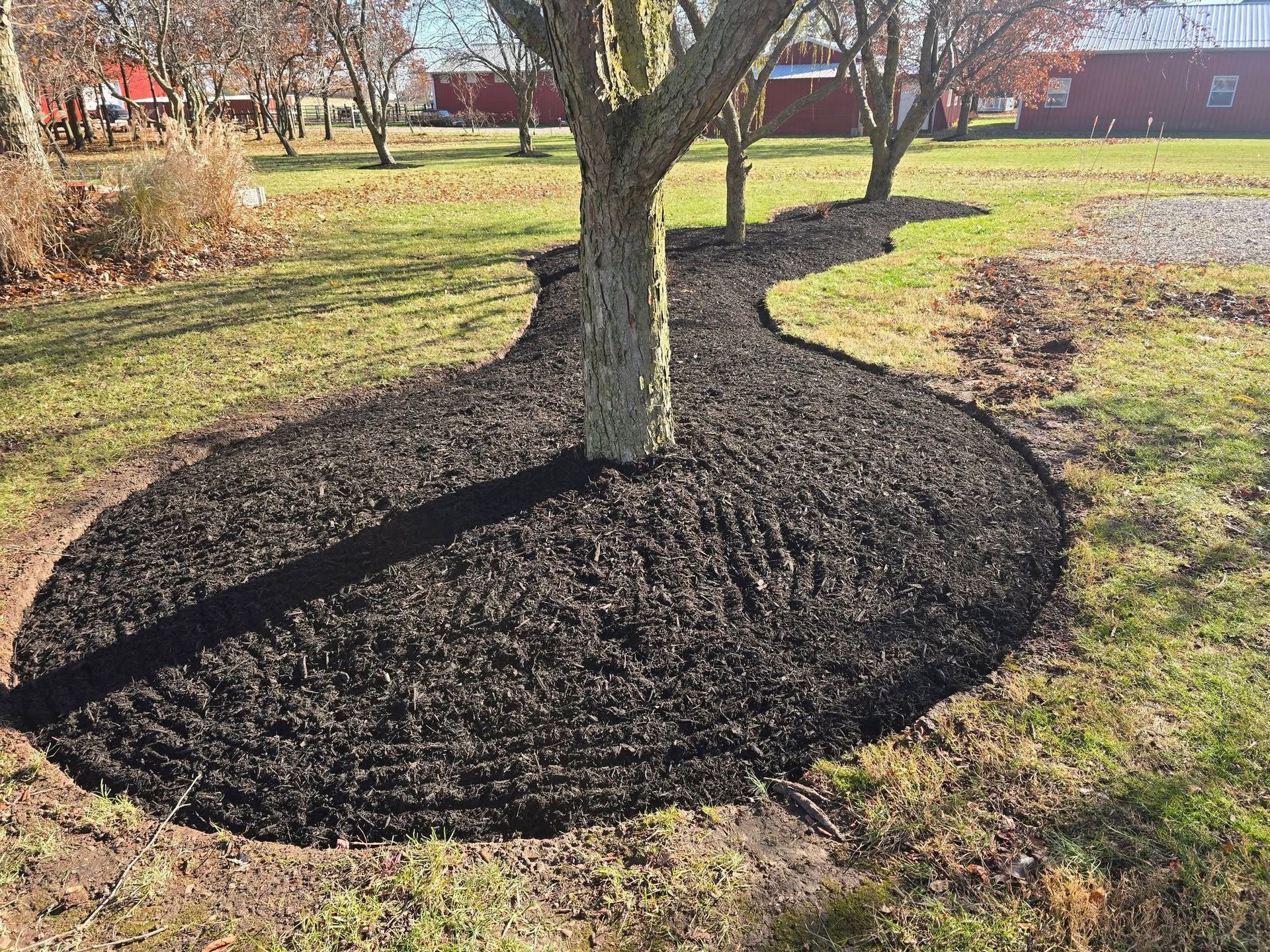 Tree surrounded by a circular bed of dark mulch, in a grassy yard.