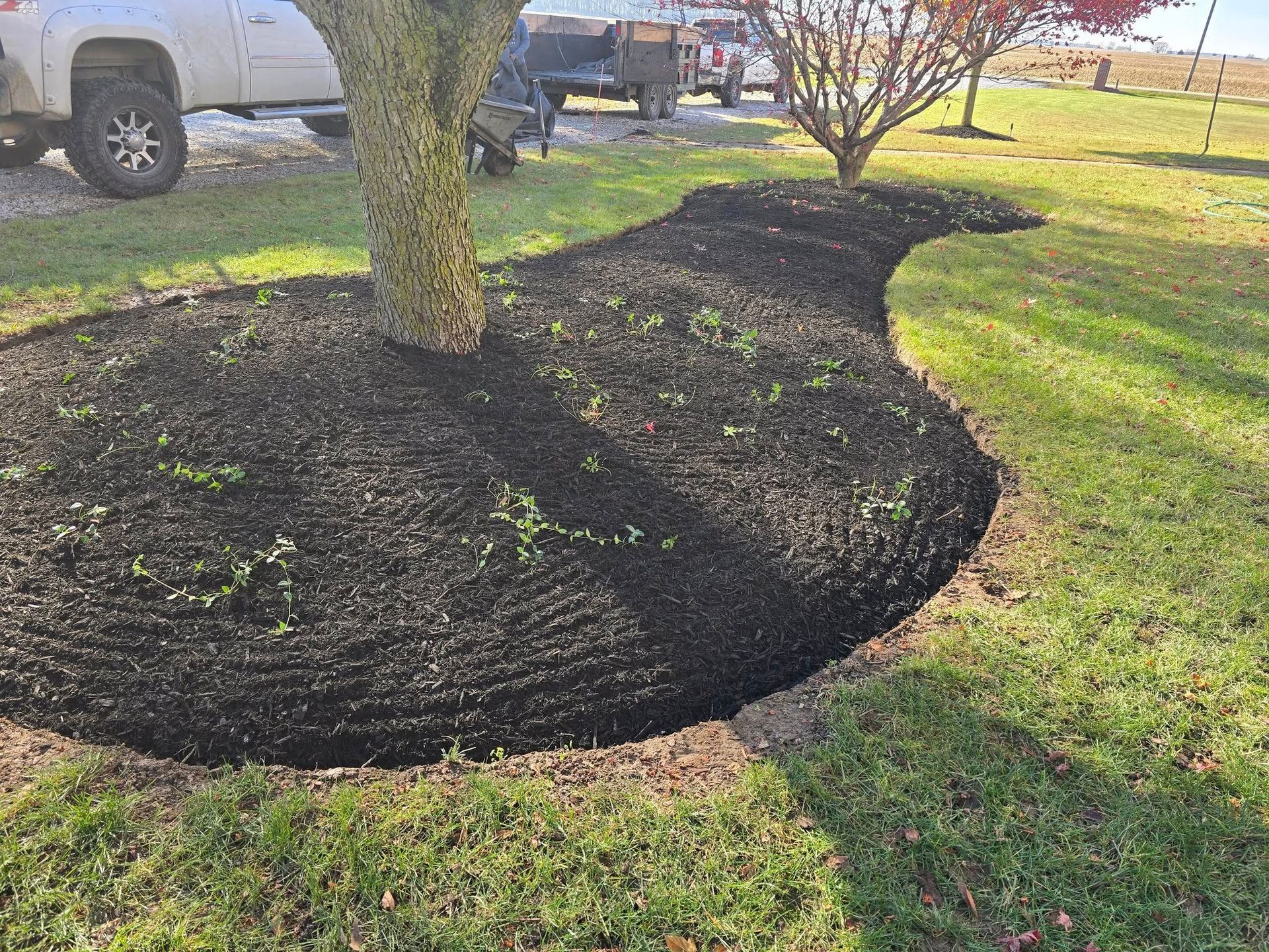 Freshly mulched bed around a tree in a grassy yard, with vehicles in the background.
