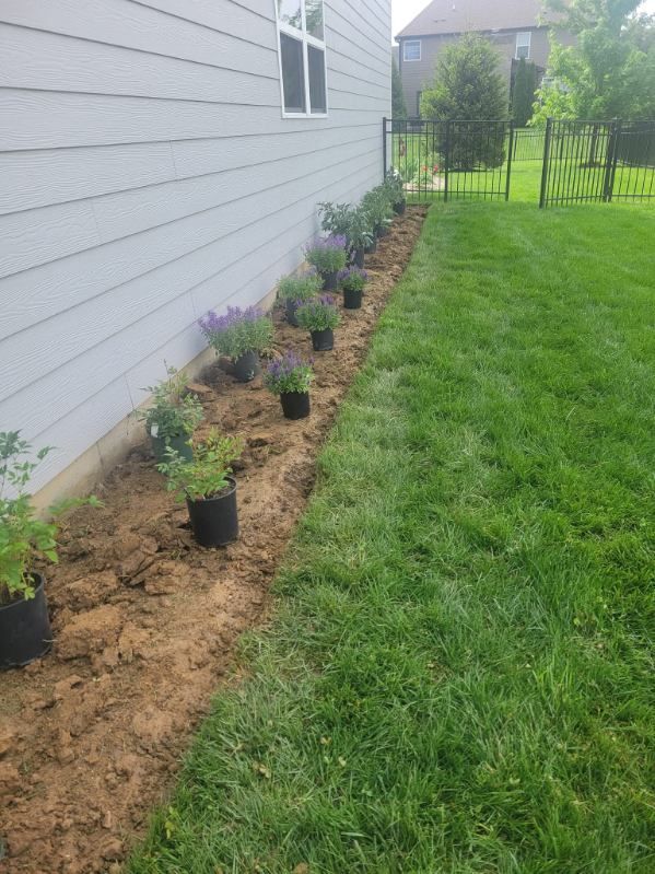A row of potted plants lined up in a dirt patch beside a house and green lawn.