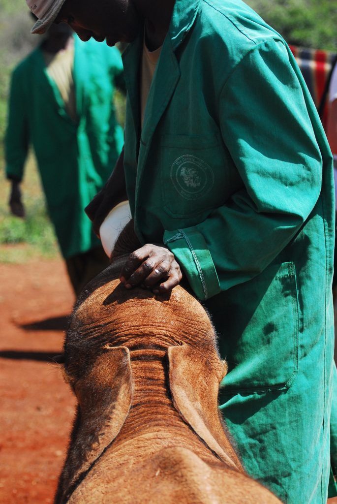 feeding-baby-elephants-4734532_1920 feeding-baby-elephants-4734532_1920