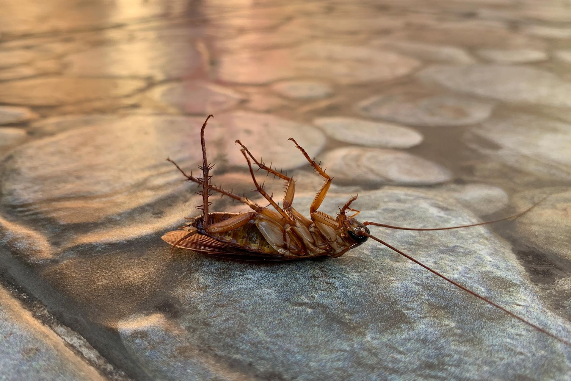 Cockroach Upside Down On The Floor — Sarasota, FL — Pestguard