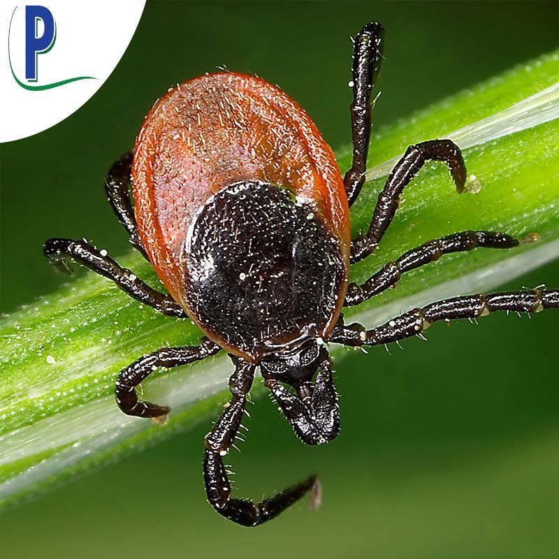 Ticks & Fleas — Sarasota, FL — Pestguard