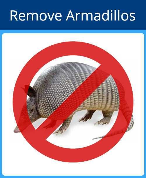 Remove Armadillos — Sarasota, FL — Pestguard