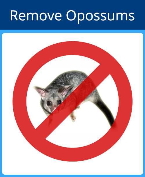 Remove Opossums — Sarasota, FL — Pestguard