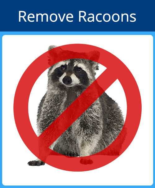 Remove Racoons — Sarasota, FL — Pestguard
