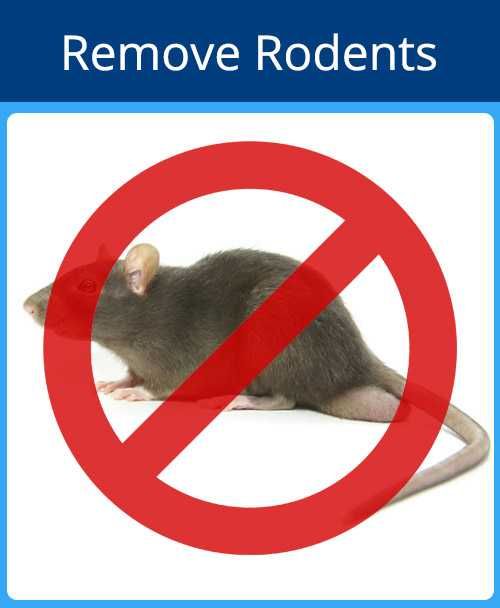 Remove Rodents — Sarasota, FL — Pestguard