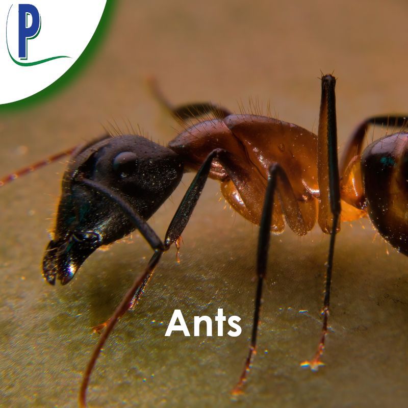 Ants Control — Sarasota, FL — Pestguard