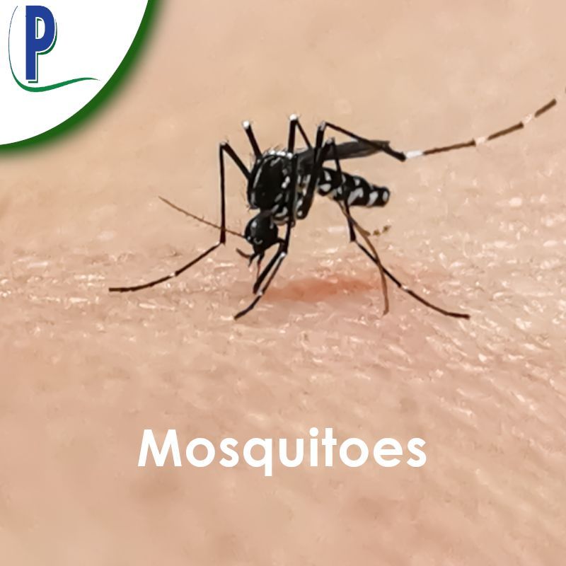 Mosquitoes Control — Sarasota, FL — Pestguard