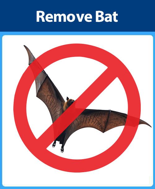 Remove Bats — Sarasota, FL — Pestguard