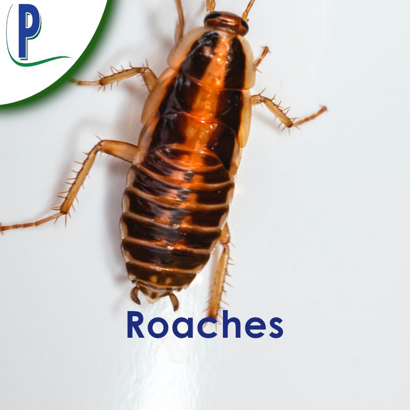 Roaches Remediation — Sarasota, FL — Pestguard