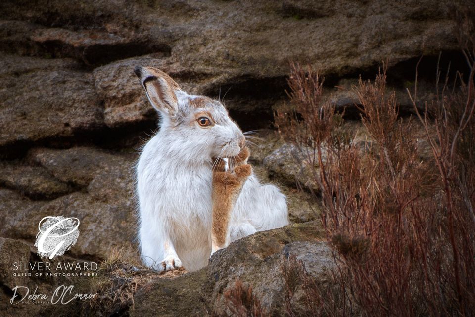Award Winning Wildlife Photographer - Mountain Hare