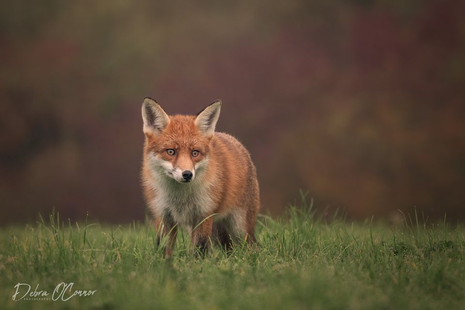 Award winning Lancashire wildlife and wedding photographer - Fox Image