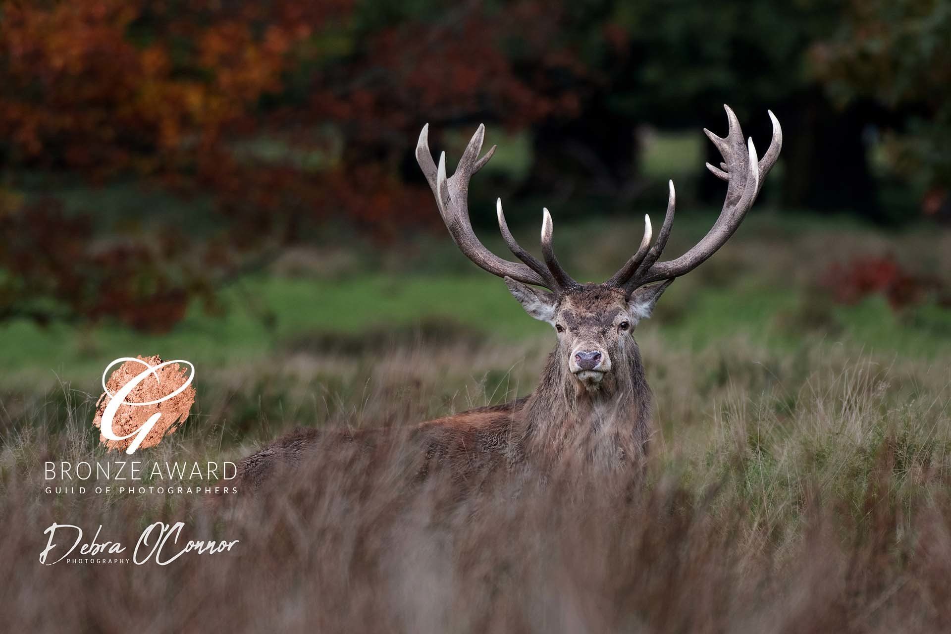 Award winning Lancashire wildlife photographer