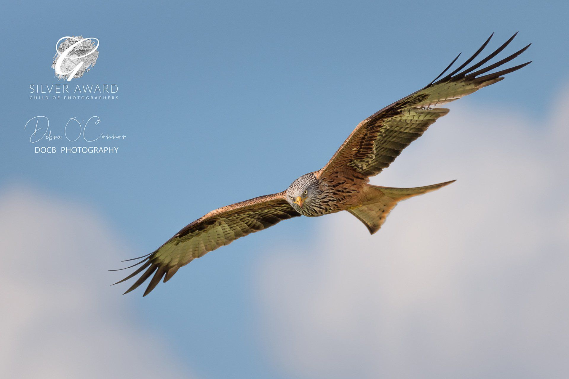 Red Kite - award winning wildlife photographer