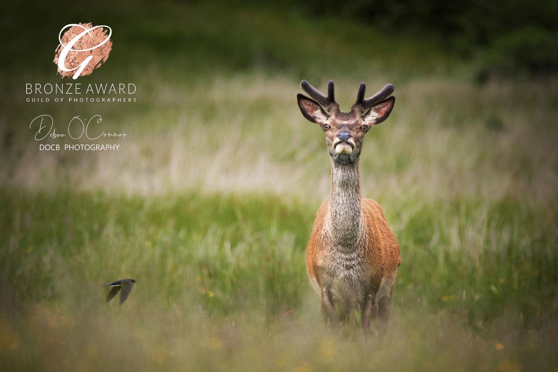 Deer - Award Winning Lancashire Wildlife Photographer