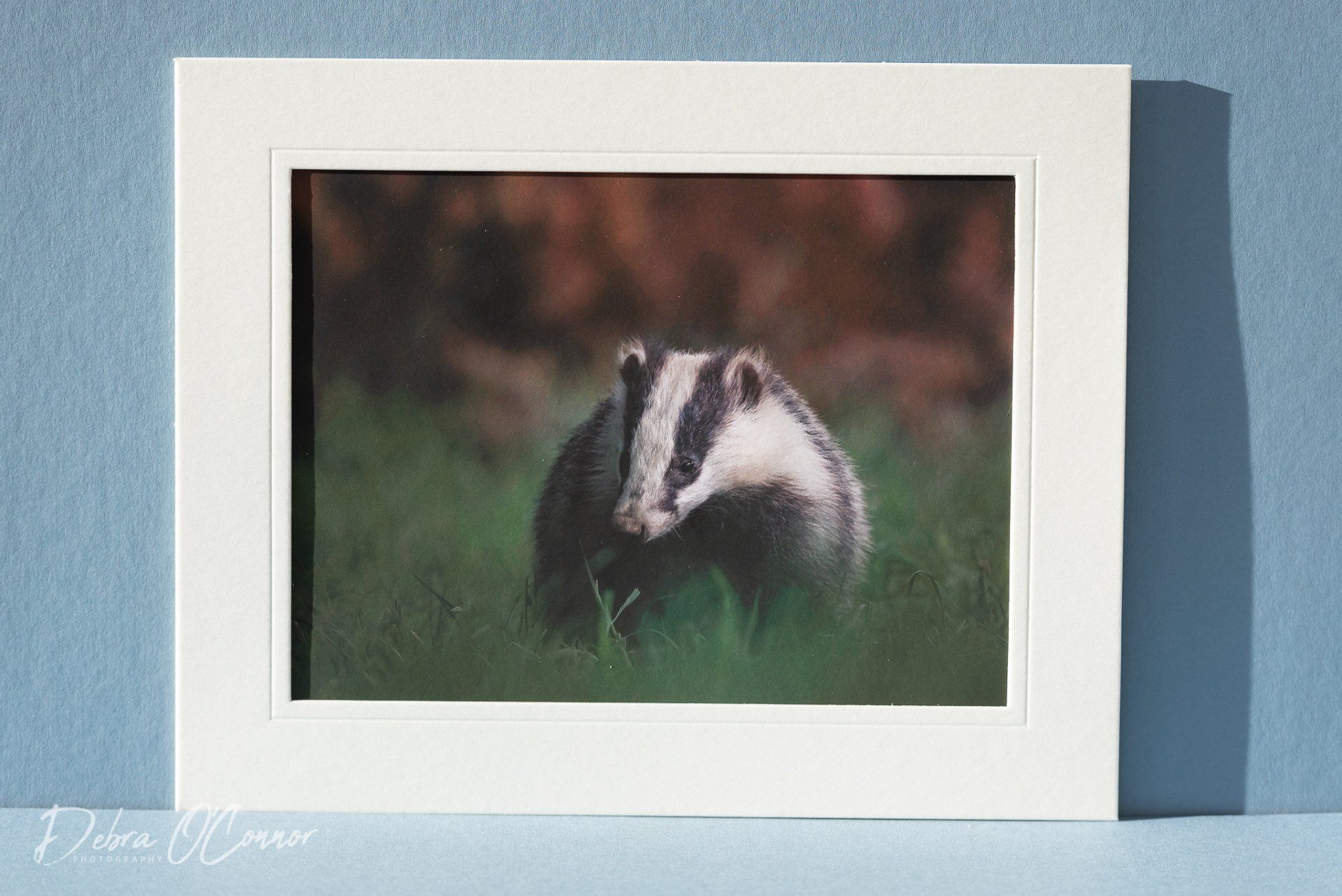 For sale, beautiful badger photograph