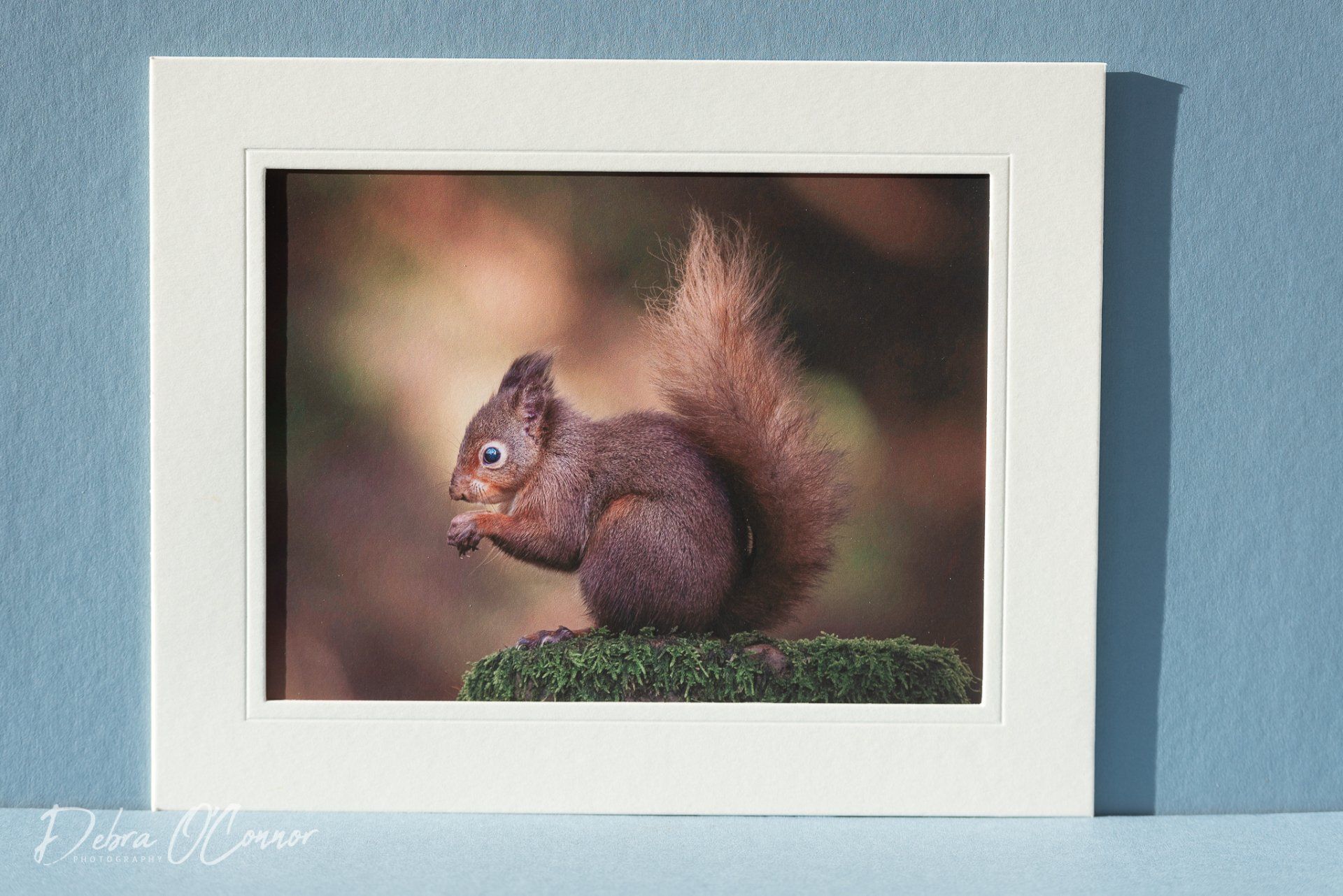 Beautiful red squirrel photo for sale