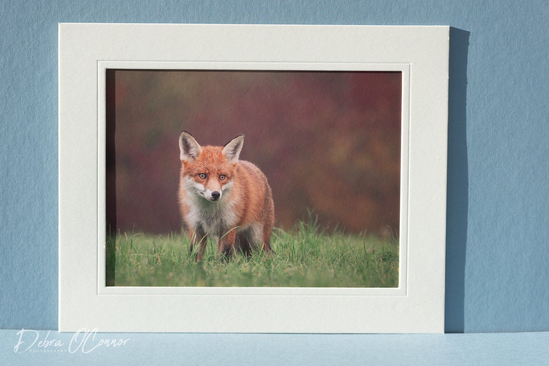 Beautiful urban fox photo for sale