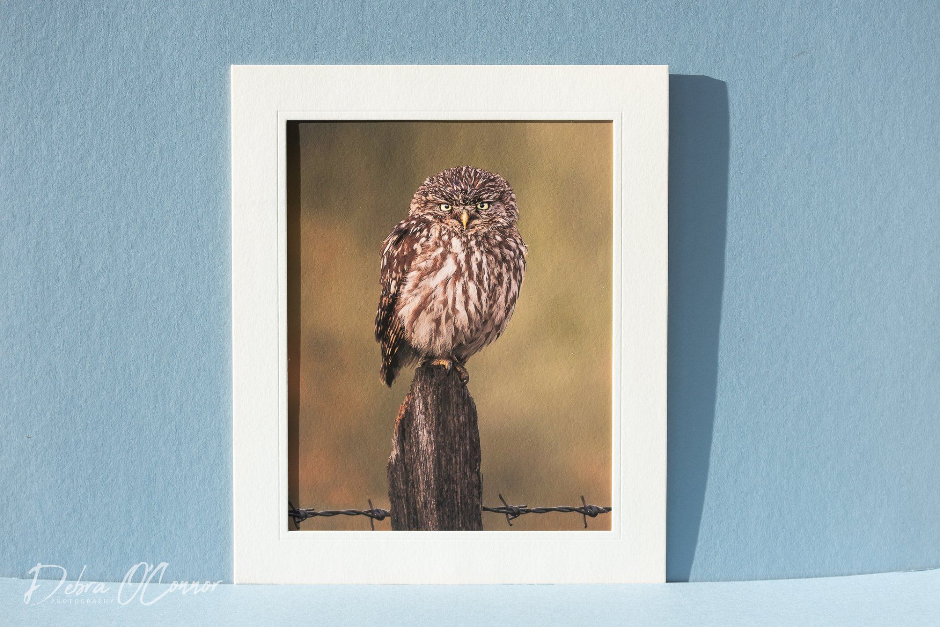 For sale, beautiful little owl photograph