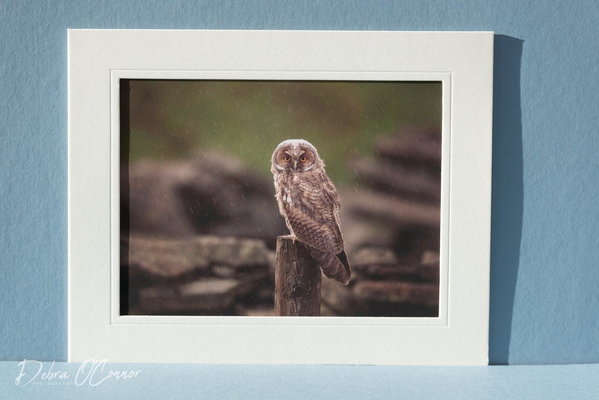 For sale, beautiful long eared owl in the rain photograph