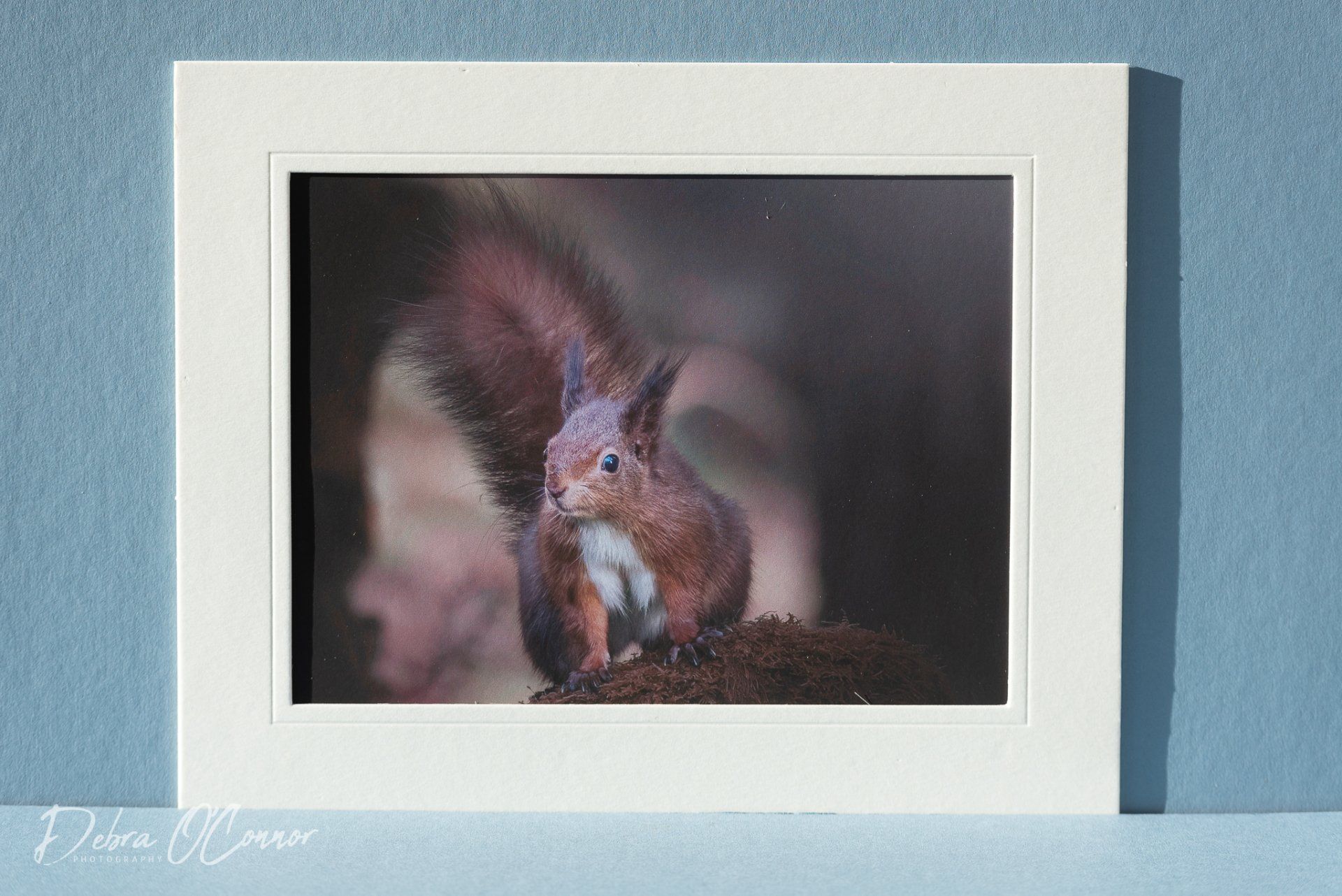 Beautiful red squirrel photo for sale