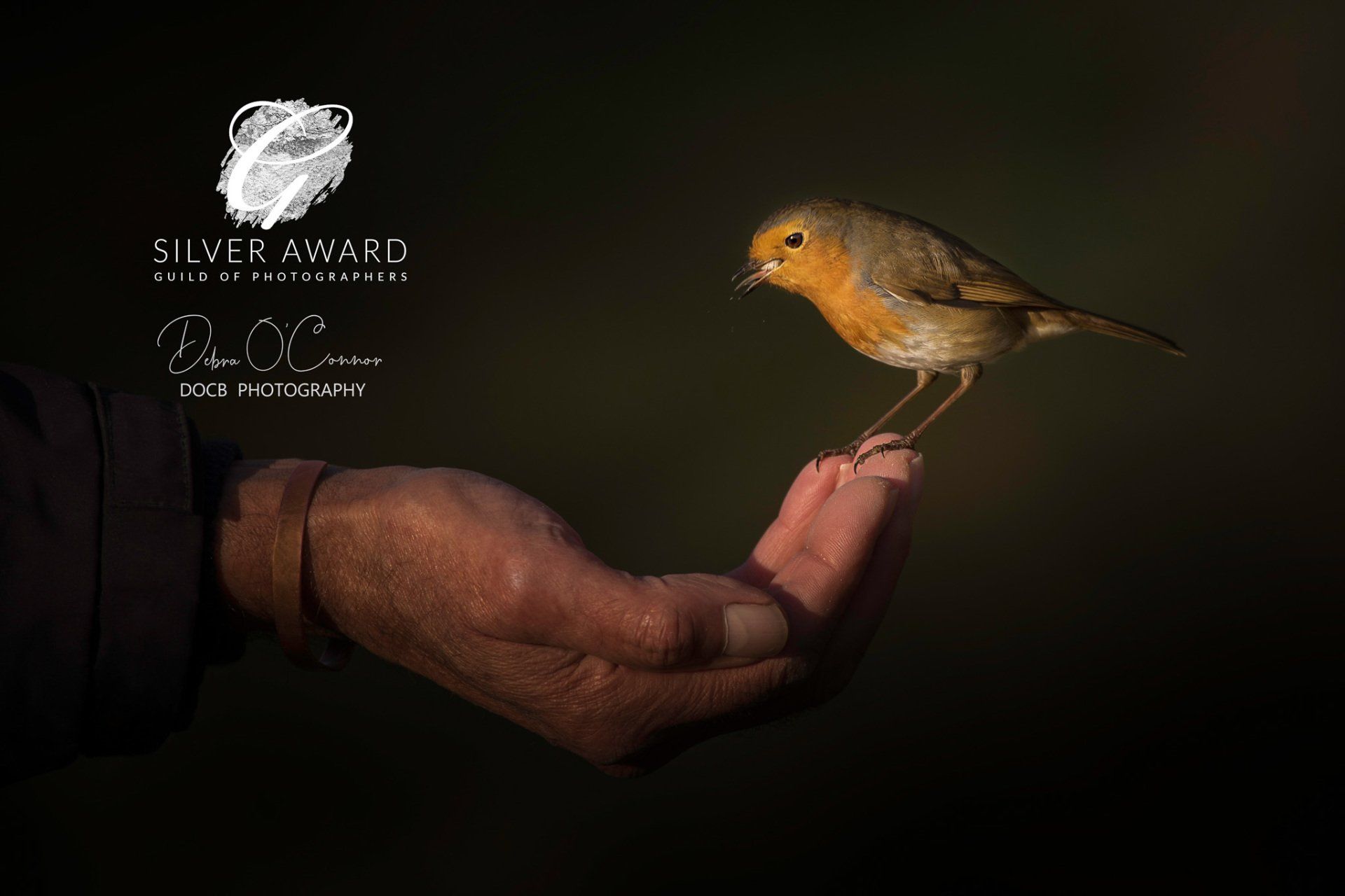 Award Winning wildlife Photographer - robin on a hand