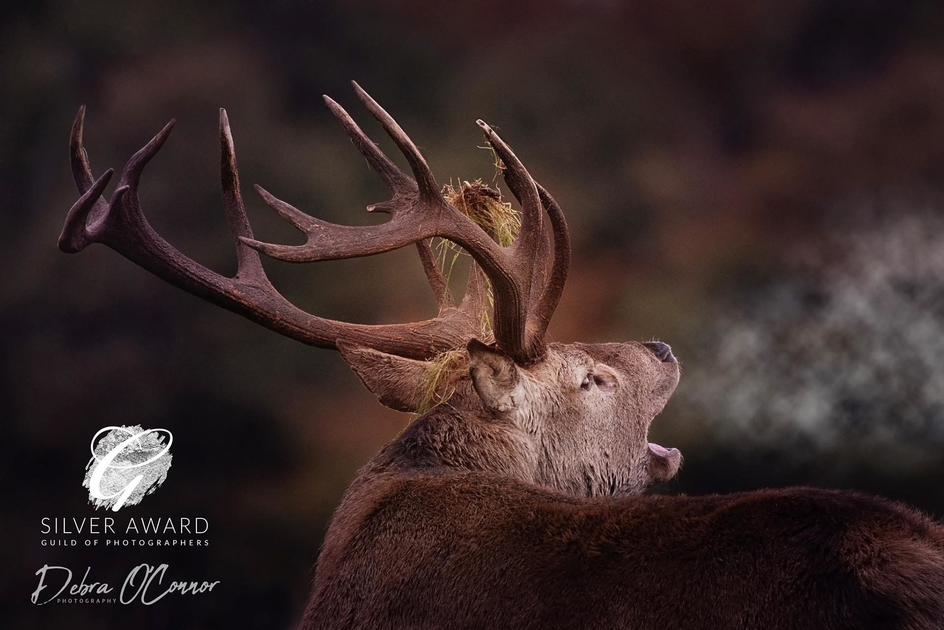 Award Winning Lancashire Wildlife Photographer