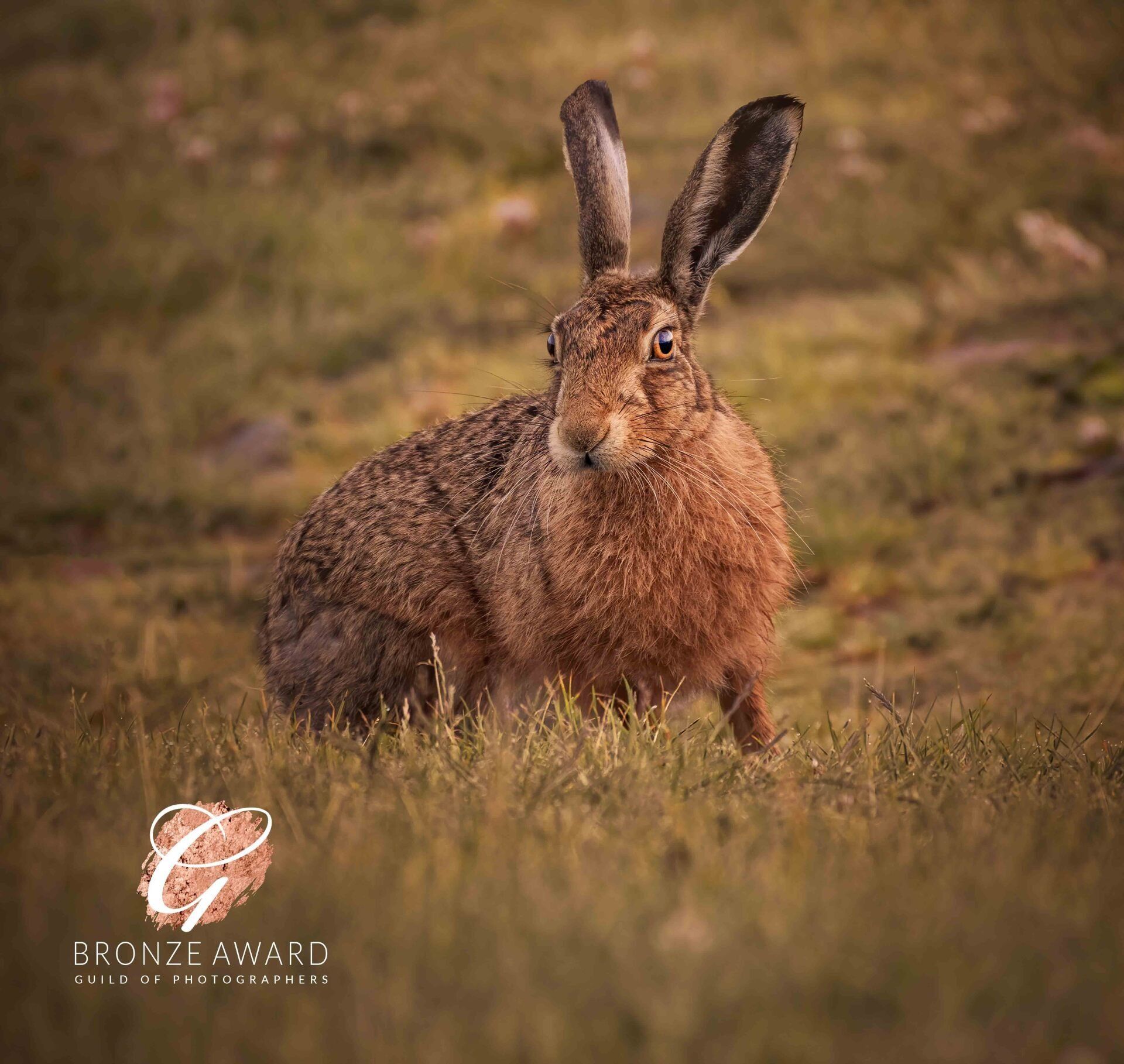 Award Winning Lancashire wildlife photographer