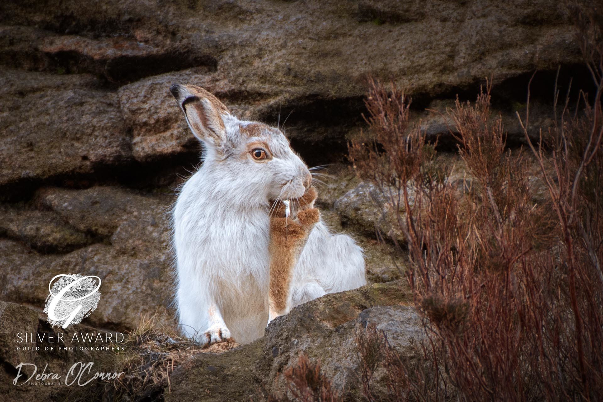 Mountain Hare - Award Winning wildlife photographer