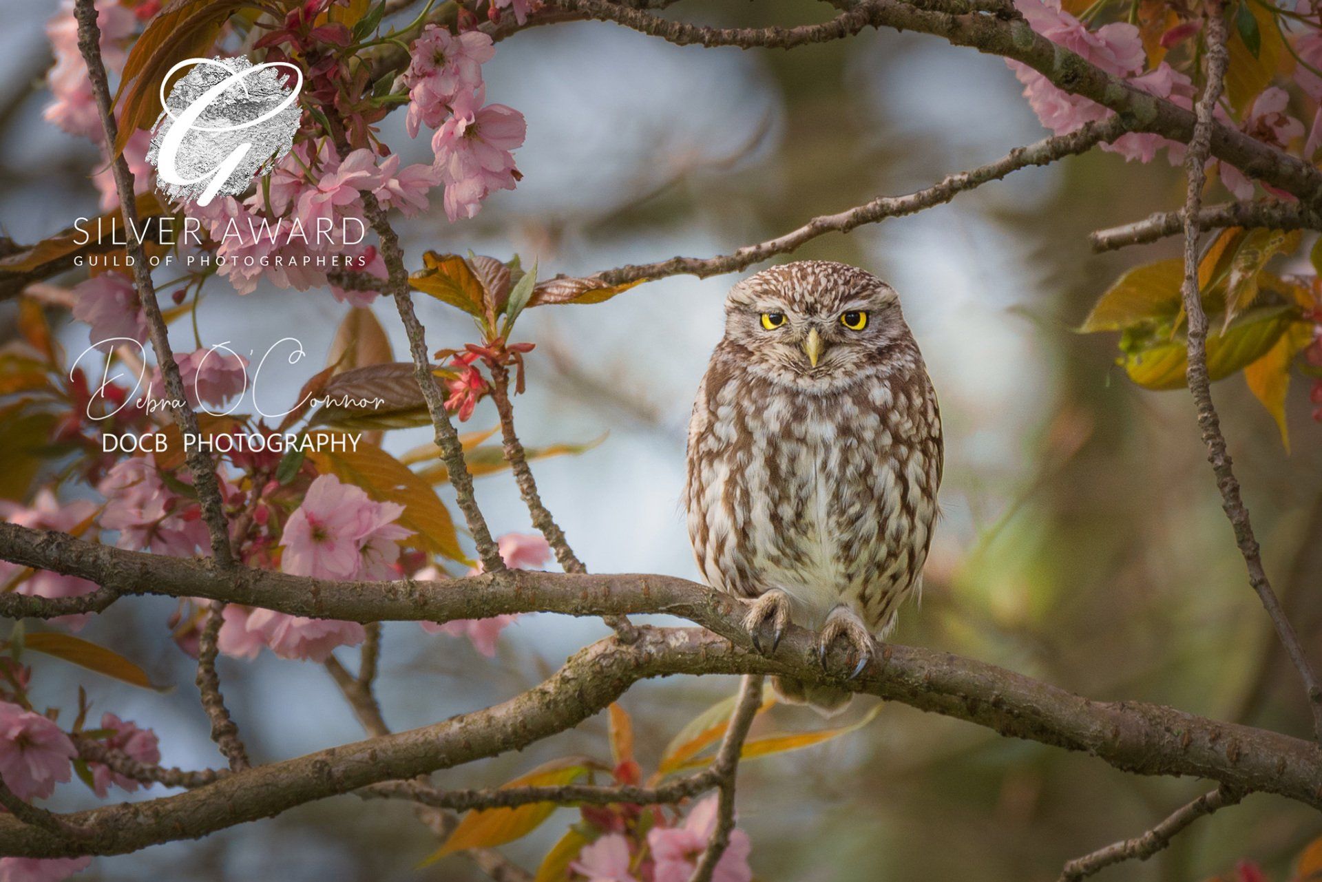 Award Winning Wildlife photographer - little owl perched on blossom branch