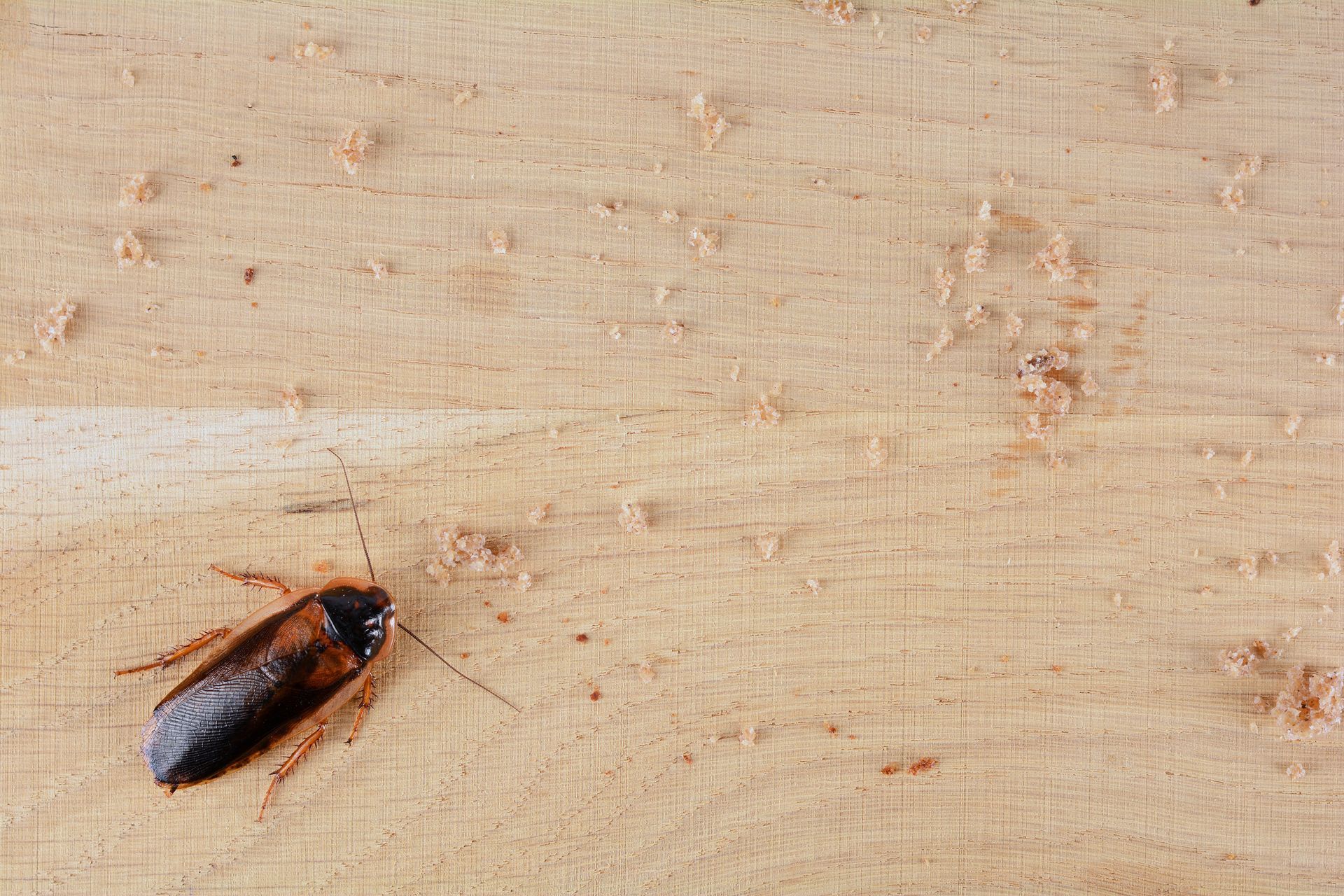 Cockroach on light wood surface with wood shavings.