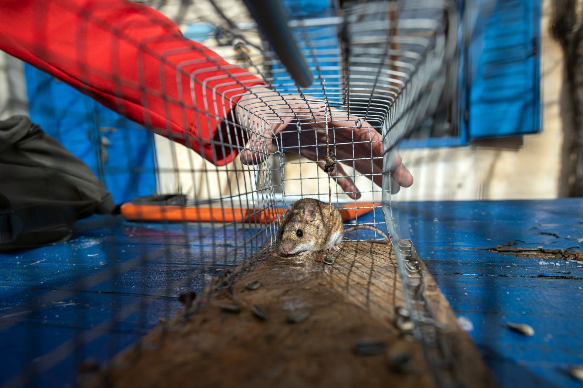 Mouse trapped in cage, hand reaching in. Red jacket, blue surface.