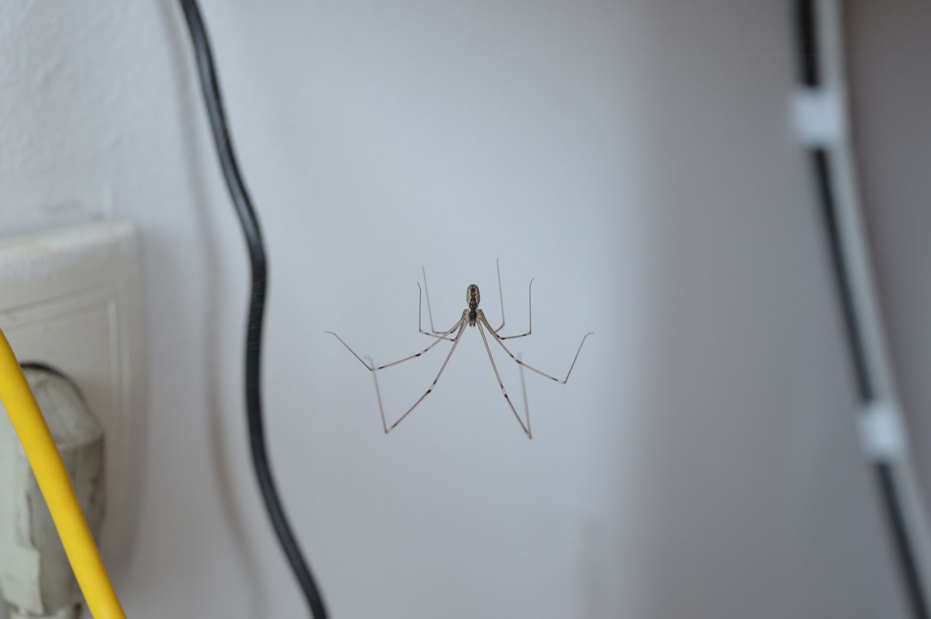 A long-legged spider on a white wall near a power outlet and cable.