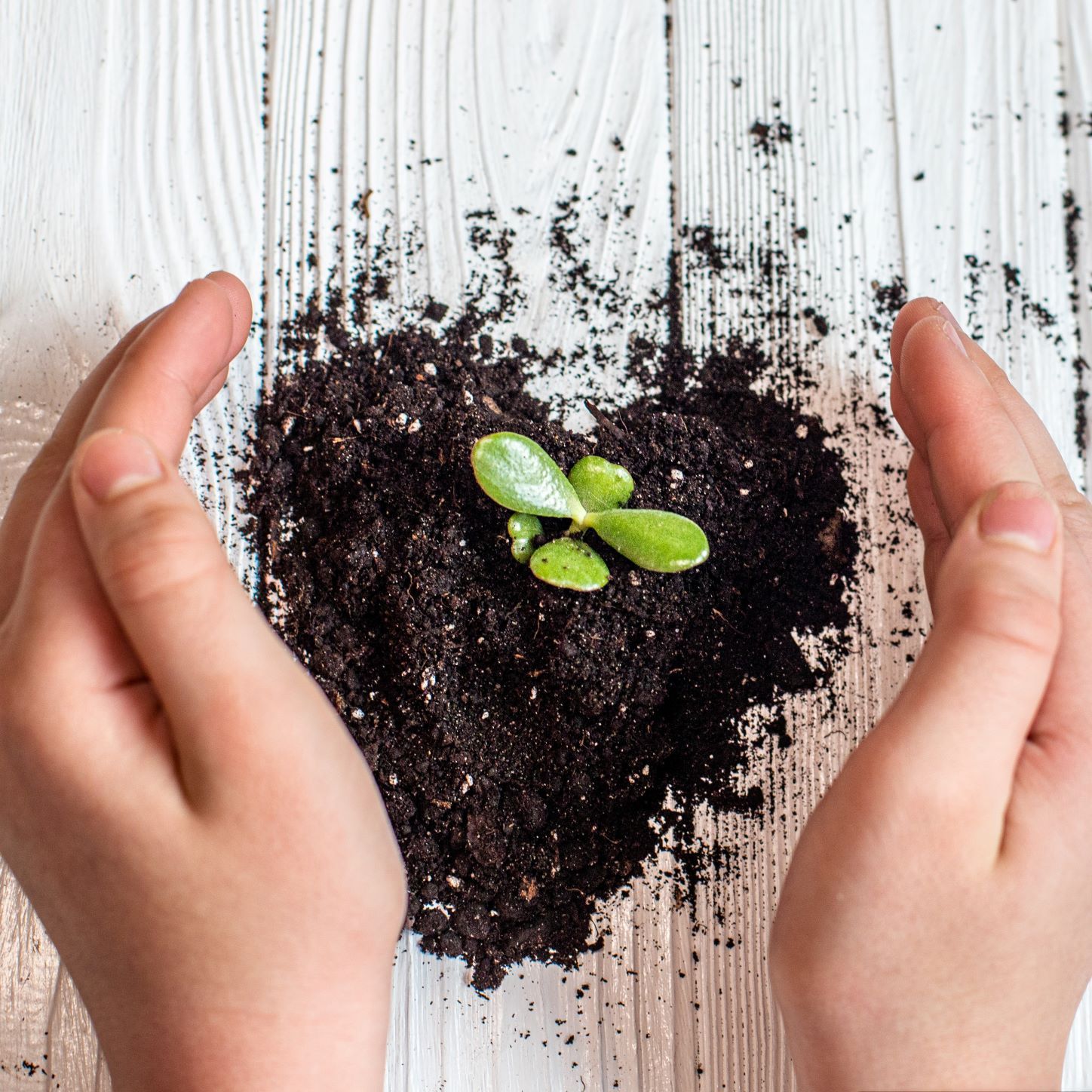 a white flower with a yellow center is floating in a pond a white flower with a yellow center is floating in a pond
