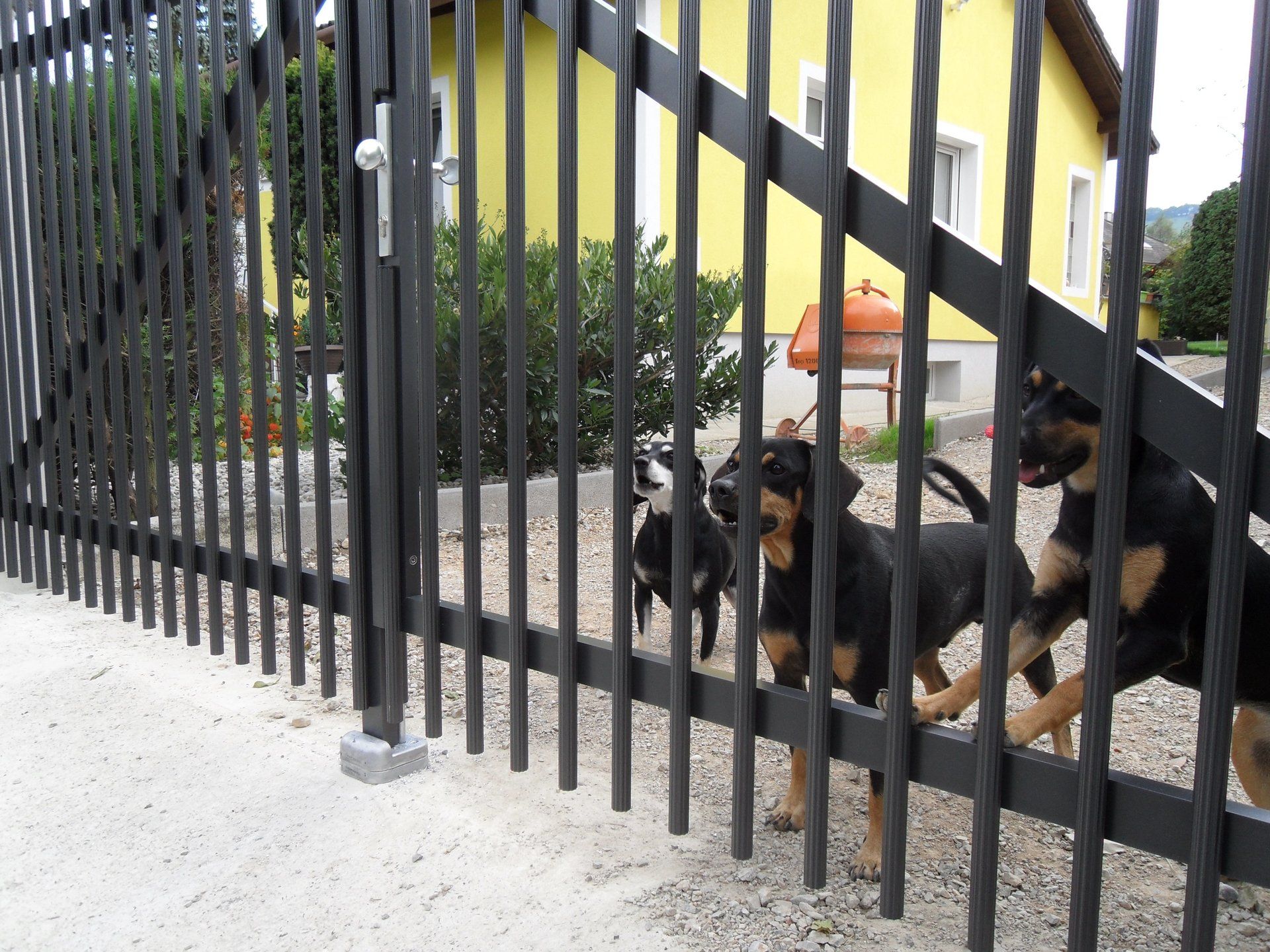 Drei Welpen sind hinter einem schwarzen Zaun vor einem gelben Haus