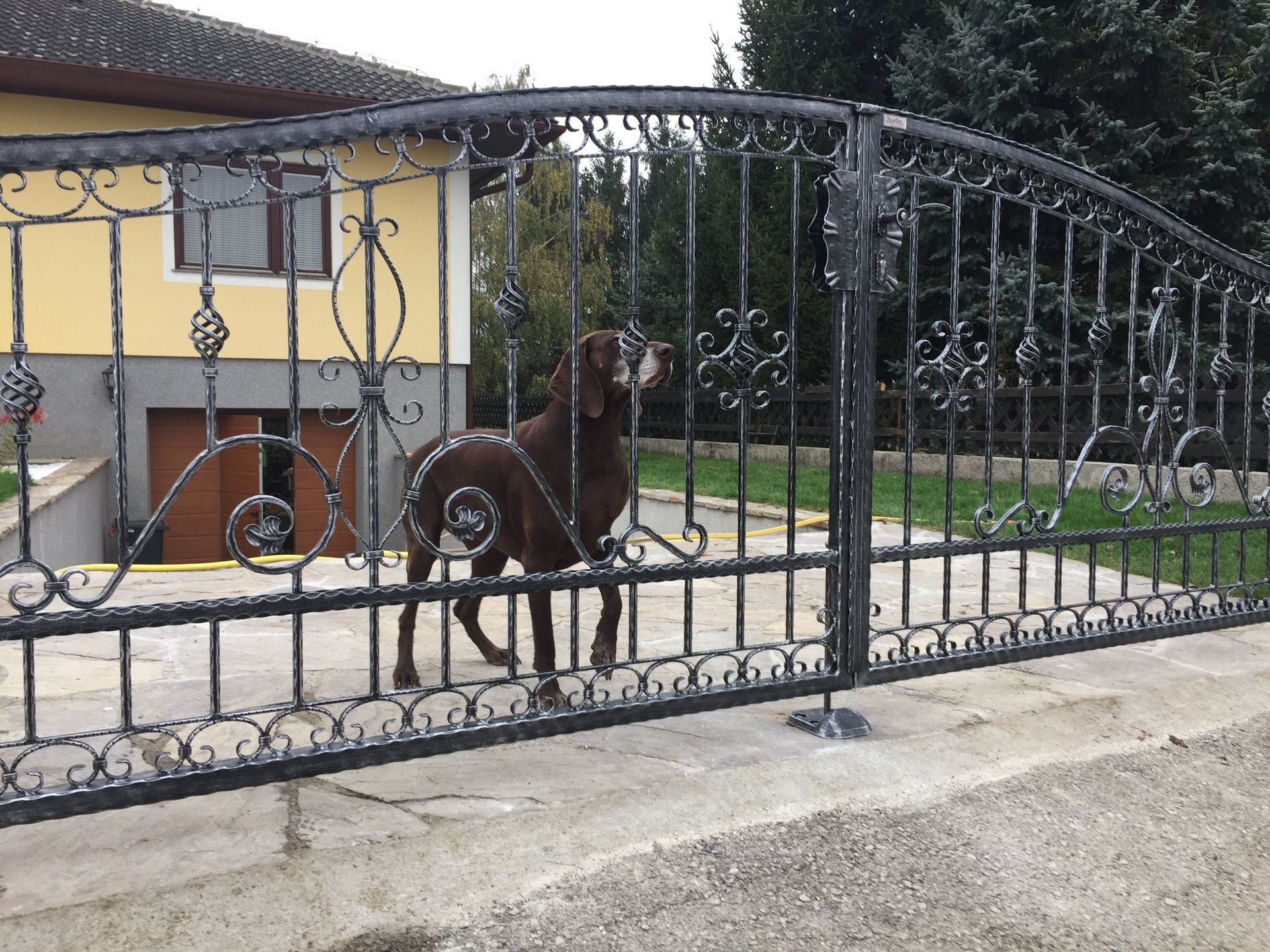 Ein Hund steht vor einem schmiedeeisernen Tor