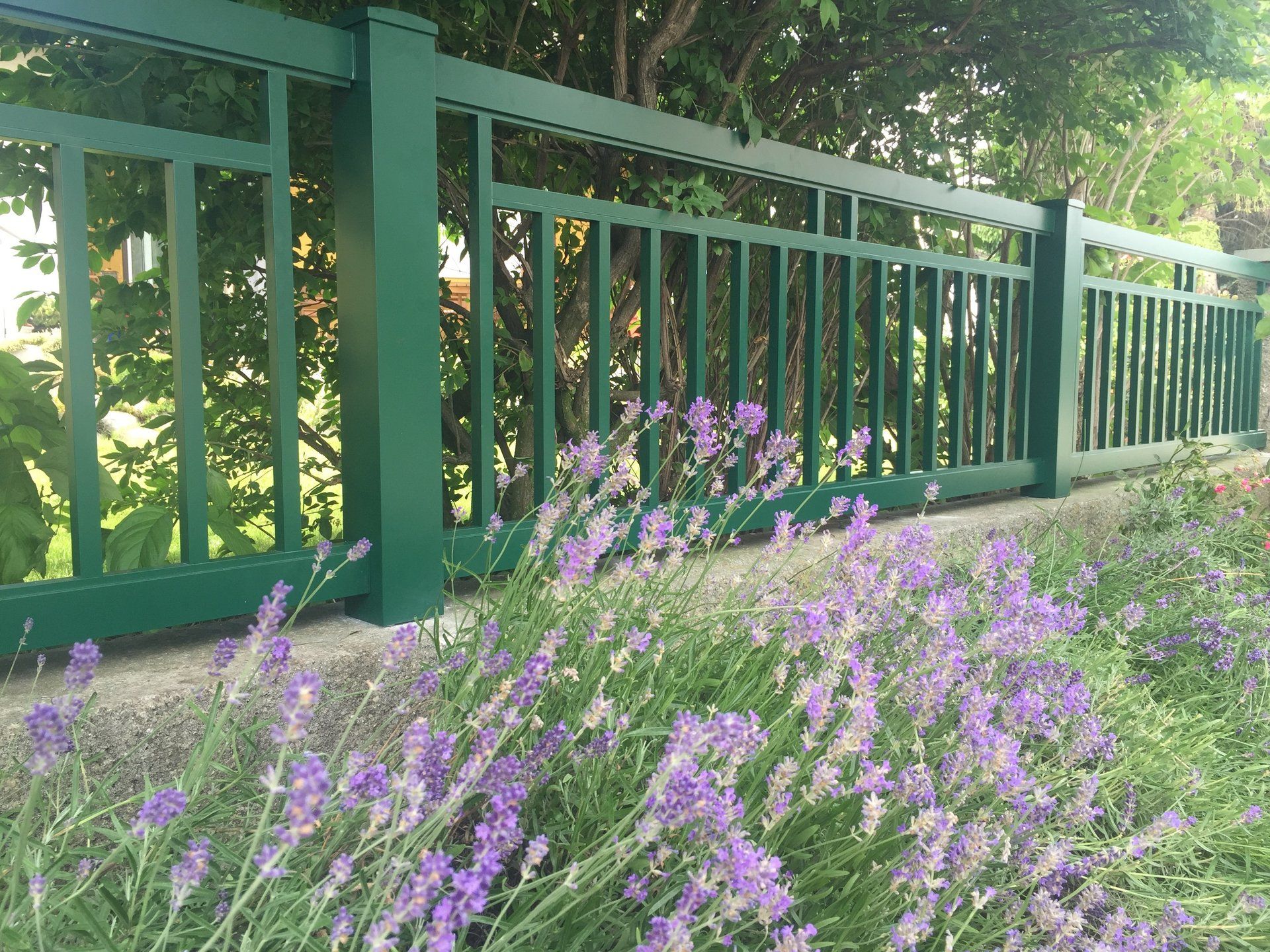 Ein grüner Zaun mit lila Blumen davor