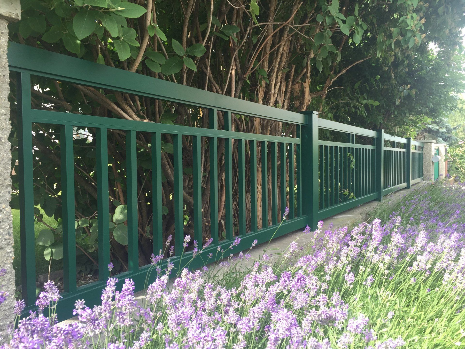 Ein grüner Zaun mit lila Blumen davor.