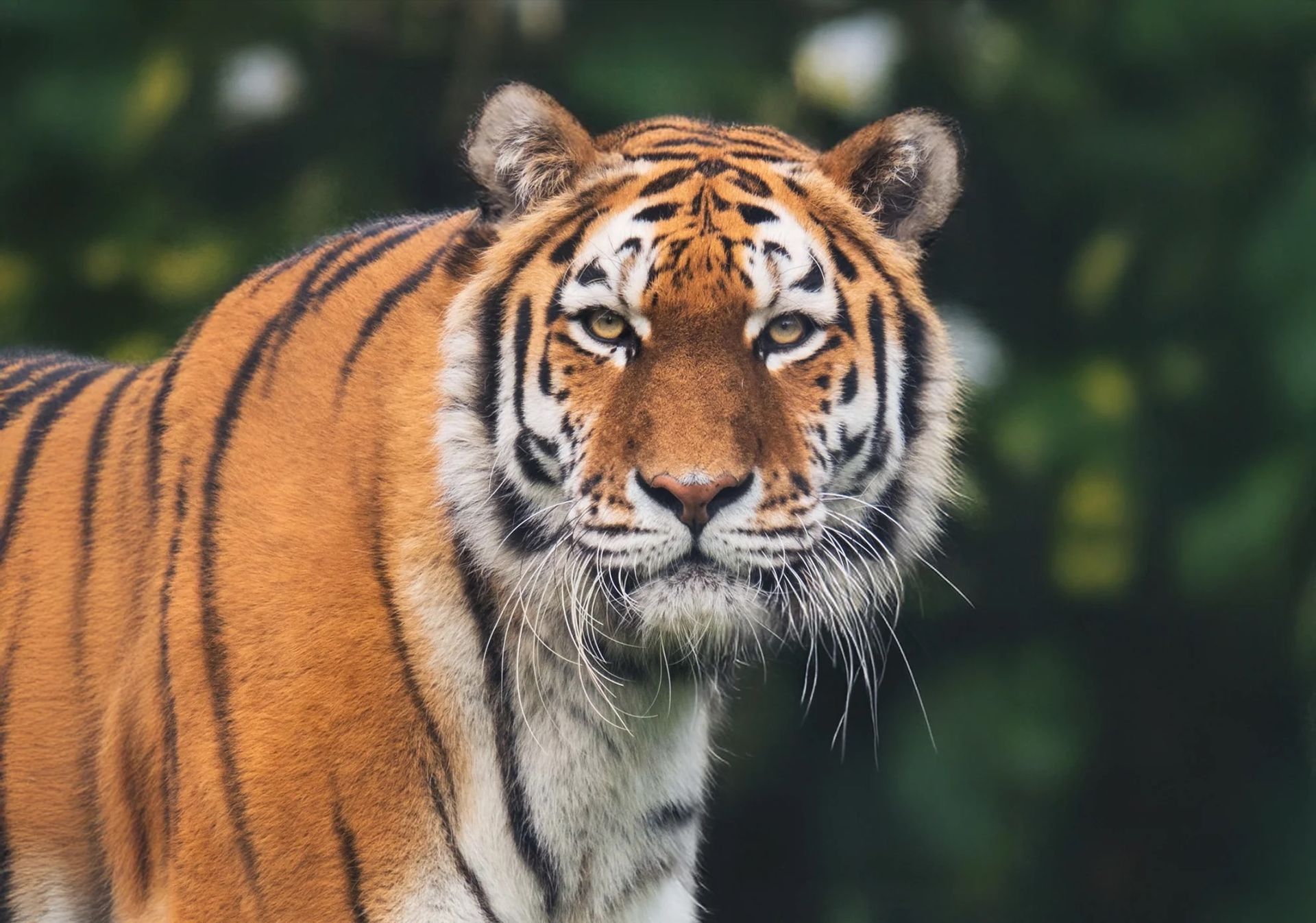 Majestic Amur tiger standing proudly at Banham Zoo