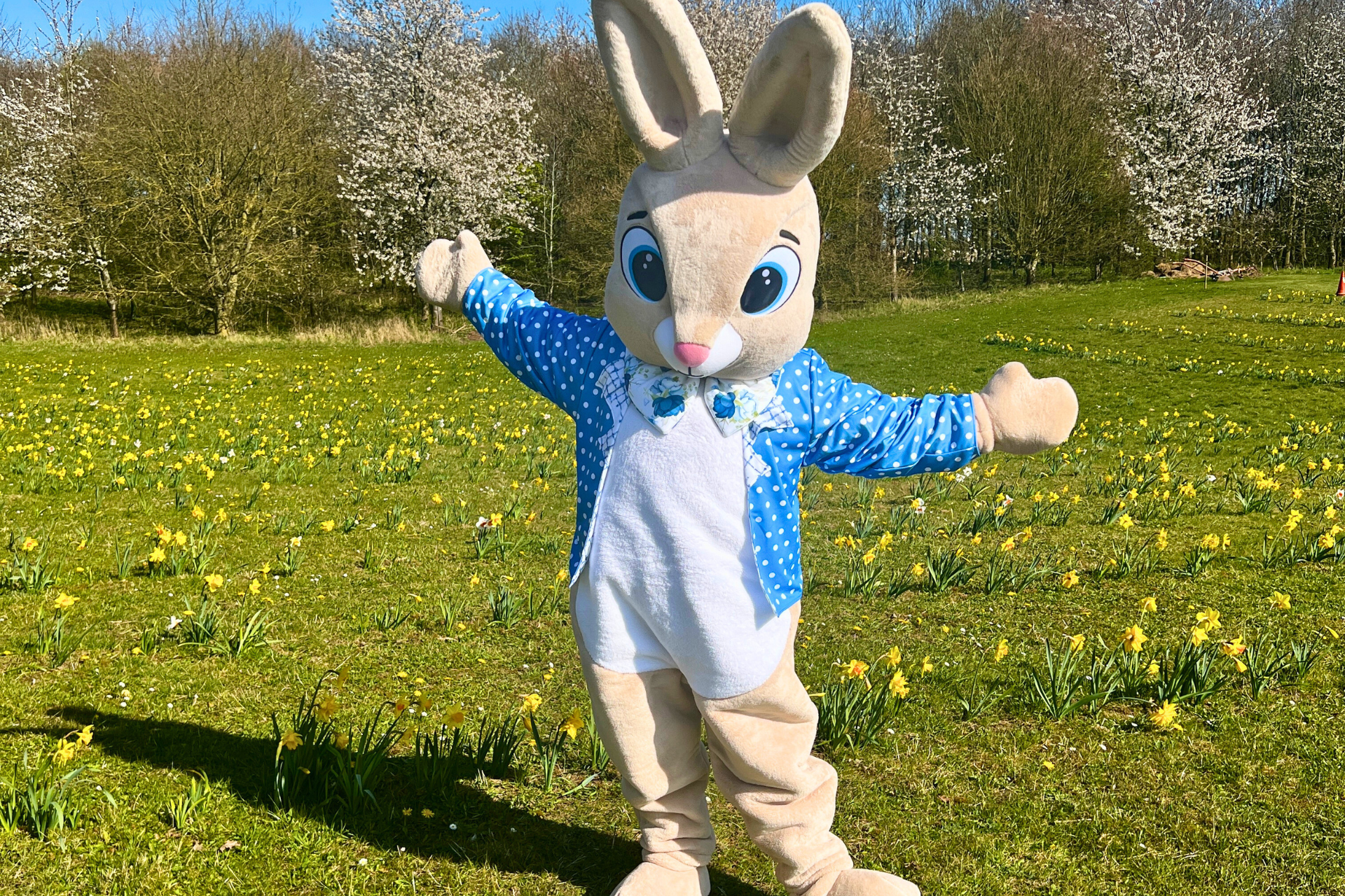 Bodhi Bunny, an Easter Bunny costume character, in a blue polka dot jacket standing in a daffodil patch