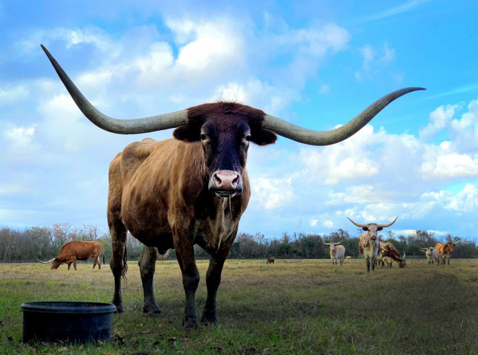 A texas longhorn standing in a field with other cows